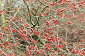 Hamamelis mollis 'Feuerzauber'