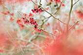 Hamamelis mollis 'Feuerzauber'