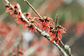 Hamamelis x intermedia Old Copper