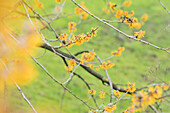 Hamamelis mollis 'Brevipetala'