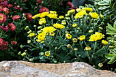 Chrysanthemum indicum 'Garden Mums'