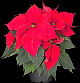 Euphorbia pulcherrima, red