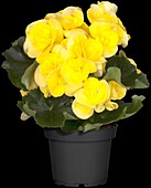 Begonia elatior, yellow