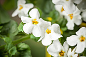 Sutera grandiflora, weiß