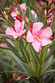 Nerium oleander, rosa