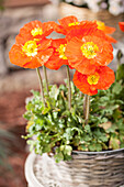 Papaver nudicaule, orange