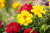 Verbena, Bidens