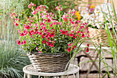 Nemesia, red