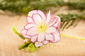 Helleborus, rosa