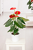 Anthurium andraeanum