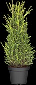 Taxus baccata