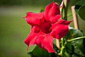 Mandevilla sanderi, red