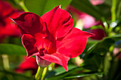 Mandevilla sanderi, red