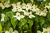 Cornus kousa chinensis 'Claudia'