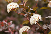 Physocarpus opulifolius 'Diabolo'®