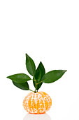 Citrus reticulata