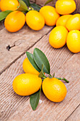 Citrus japonica