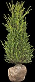 Taxus baccata