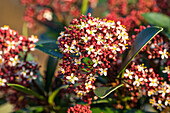 Skimmia japonica