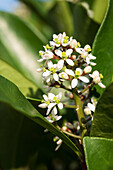 Skimmia japonica