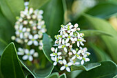 Skimmia japonica