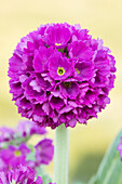 Primula denticulata