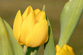 Tulipa 'Yellow Baby