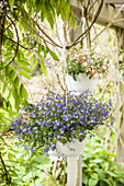 Lobelia erinus, blue