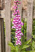 Digitalis purpurea, rosa