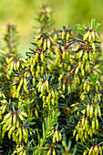 Ericaceae