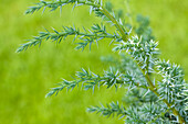 Juniperus