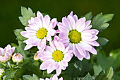 Chrysanthemum