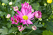 Chrysanthemum indicum, rosa