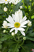 Chrysanthemum indicum, white