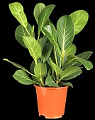 Ficus elastica