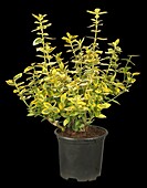 Euonymus fortunei 'Emerald´n Gold'