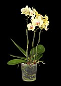 Phalaenopsis