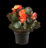 Begonia elatior