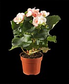 Begonia elatior