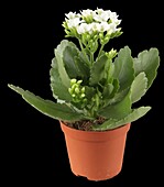 Kalanchoe blossfeldiana