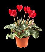 Cyclamen persicum