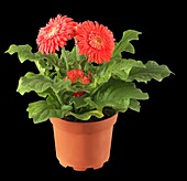 Gerbera