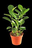 Ficus elastica