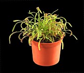 Drosera capensis