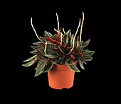 Peperomia caperata 'Rosso