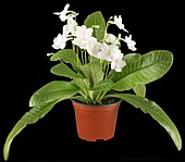 Streptocarpus haygarthii