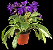 Streptocarpus haygarthii