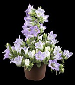 Campanula