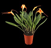 Masdevallia