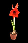 Hippeastrum